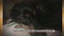 Morti sospette di cani, dubbi sulla dog sitter