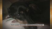 Morti sospette di cani, dubbi sulla dog sitter