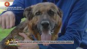 Domenica nuovo appuntamento con "Dalla parte degli animali"