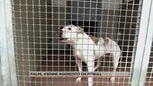 Palmi, 45enne aggredito da un pitbull