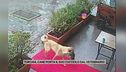 Turchia, cane porta il suo cucciolo dal veterinario
