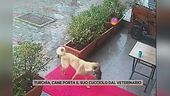 Turchia, cane porta il suo cucciolo dal veterinario