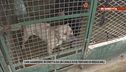 Cani aggressivi, in diretta da un canile dove tentano di rieducarli