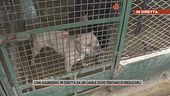 Cani aggressivi, in diretta da un canile dove tentano di rieducarli