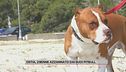 Ostia, 29enne azzannato dai suoi pitbull