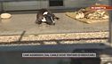Cani aggressivi, dal canile dove tentano di rieducarli