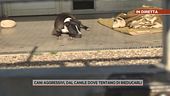 Cani aggressivi, dal canile dove tentano di rieducarli
