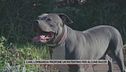 Cani, Lombardia propone un patentino per alcune razze