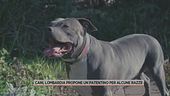 Cani, Lombardia propone un patentino per alcune razze