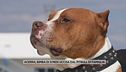 Acerra, bimba di 9 mesi uccisa dal pitbull di famiglia