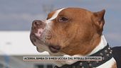 Acerra, bimba di 9 mesi uccisa dal pitbull di famiglia