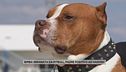 Bimba sbranata da pitbull, padre positivo ad hashish