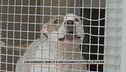 Cani aggressivi, bimbo di 6 anni azzannato da pitbull in un bar