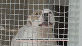 Cani aggressivi, bimbo di 6 anni azzannato da pitbull in un bar