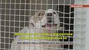 Bimba sbranata, parla il veterinario che ha analizzato il pitbull