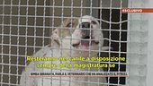 Bimba sbranata, parla il veterinario che ha analizzato il pitbull