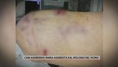Cani aggressivi, Maria aggredita dal molosso del vicino