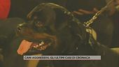 Cani aggressivi, gli ultimi casi di cronaca