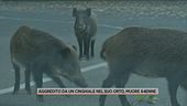 Calabria, aggredito dai cinghiali, muore 64enne
