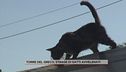 Torre del Greco, strage di gatti avvelenati