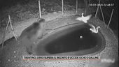 Trentino, orso supera il recinto e uccide oche e galline