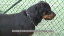 Orvieto, bimbo di due mesi azzannato da pitbull di famiglia
