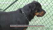 Orvieto, bimbo di due mesi azzannato da pitbull di famiglia