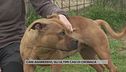 Cani aggressivi, gli ultimi casi di cronaca