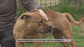 Cani aggressivi, gli ultimi casi di cronaca