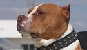 Cani, le ultime aggressioni a Cagliari ed Erba