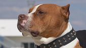 Cani, le ultime aggressioni a Cagliari ed Erba