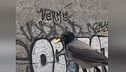 Bologna, parco invaso dalle cornacchie