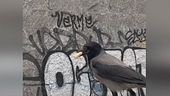 Bologna, parco invaso dalle cornacchie