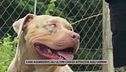 Cani aggressivi, gli ultimi casi di attacchi agli uomini
