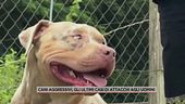 Cani aggressivi, gli ultimi casi di attacchi agli uomini
