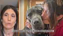 Cani aggressivi, Carlotta: "Il mio cane sbranato dai pitbull"