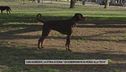 Cani aggressivi, la storia di Sonia: "Un dobermann mi ha morso alla testa"