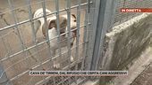 Cava de' Tirreni, dal rifugio che ospita cani aggressivi