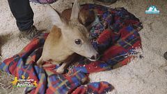 La storia della capriola Vera