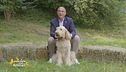 Spinone italiano