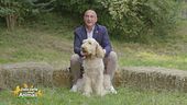 Spinone italiano