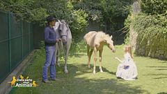 Come relazionarsi con il puledro e la sua mamma