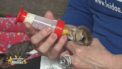 I tenerissimi Lillo, Lolla e Lalla