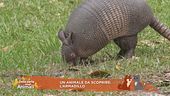 Un animale da scoprire: l'armadillo