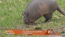 Un animale da scoprire: l'armadillo