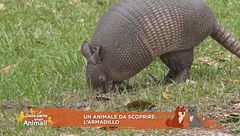Un animale da scoprire: l'armadillo