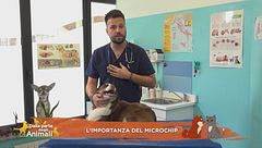 L'importanza del microchip