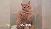 È stata smarrita Sophie