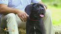 Il cane corso