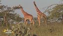 La giraffa